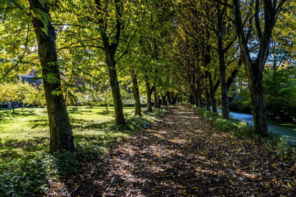 Boomrijke laan met herfstbladeren langs de Langbroekerdijk en een smal watertje.